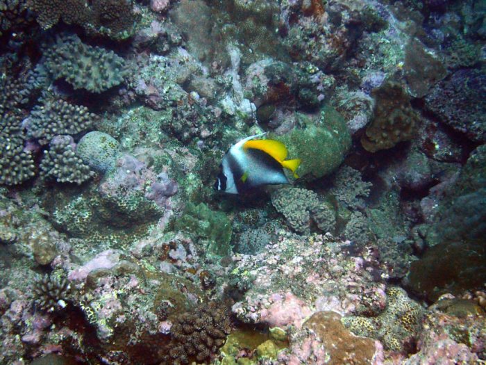 Heniochus singularius