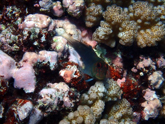Cirripectes polyzona