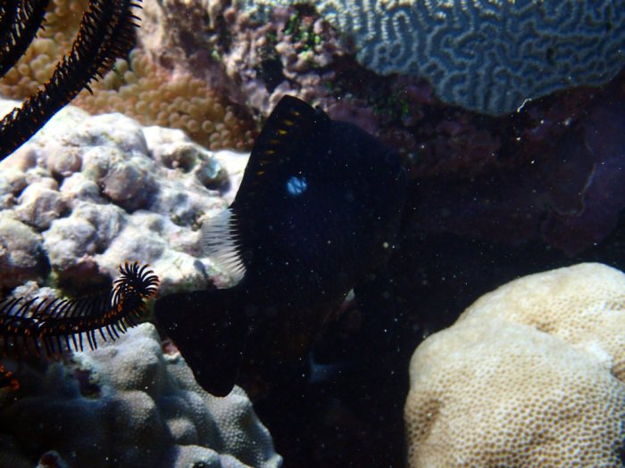 Dascyllus trimaculatus