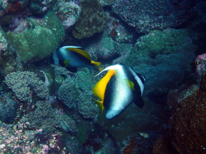 Heniochus singularius