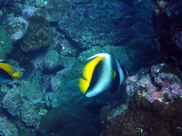 Heniochus singularius