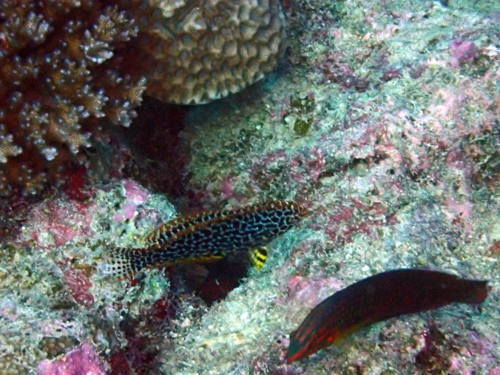 Macropharyngodon meleagris