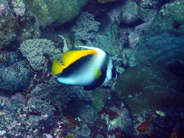 Heniochus singularius