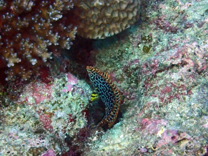 Macropharyngodon meleagris