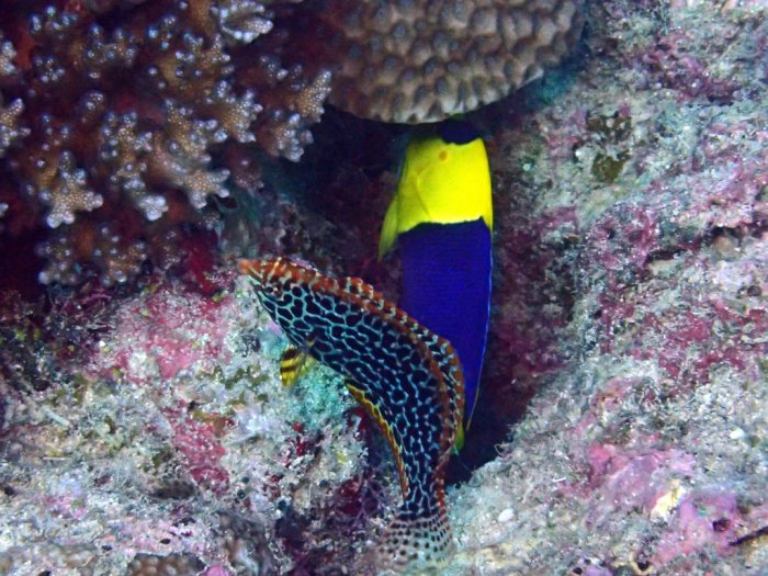 Macropharyngodon meleagris
