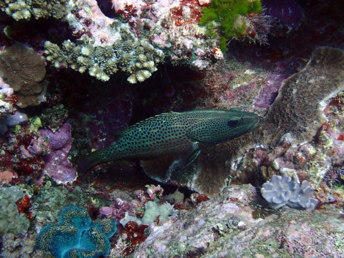 Anyperodon leucogrammicus