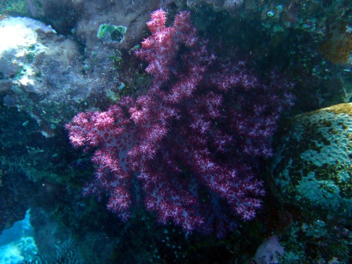 Dendronephthya sp.