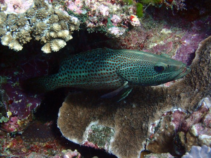 Anyperodon leucogrammicus