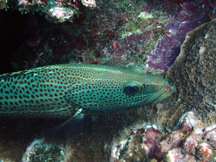 Anyperodon leucogrammicus