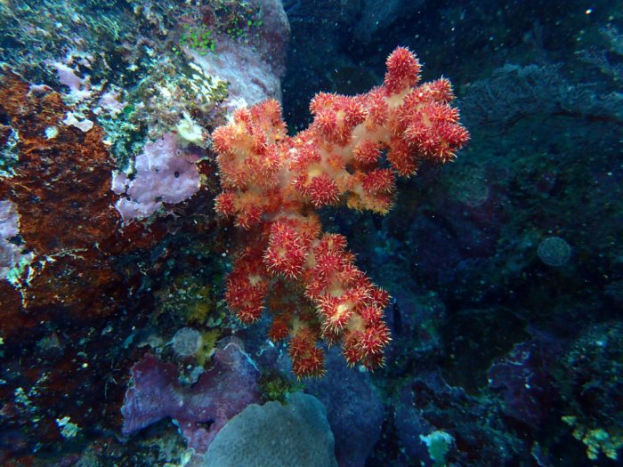 Dendronephthya sp.