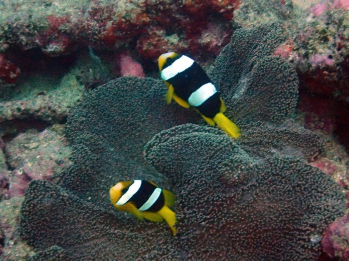 Amphiprion clarkii