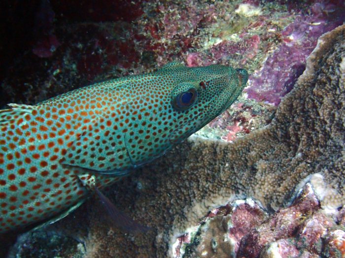 Anyperodon leucogrammicus