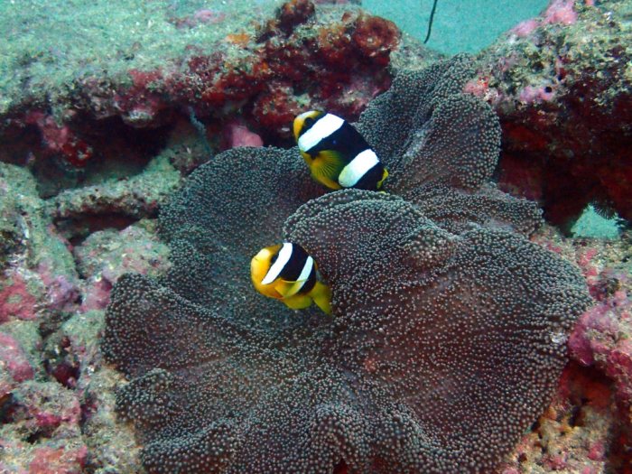 Amphiprion clarkii