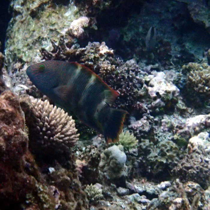 Cheilinus trilobatus