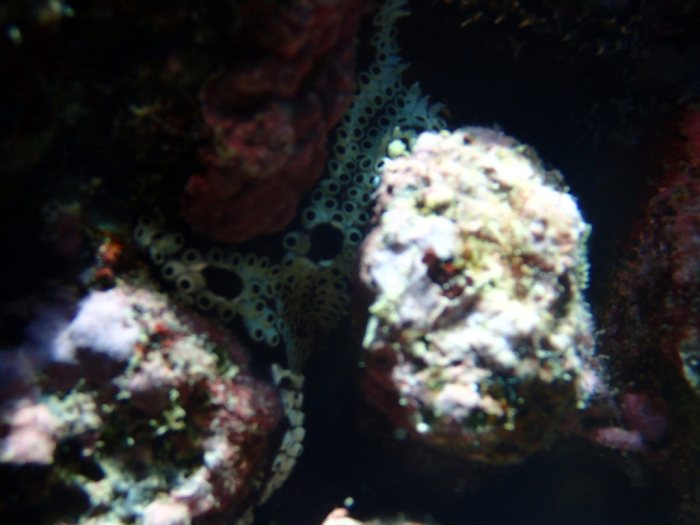 Botryllus tuberatus