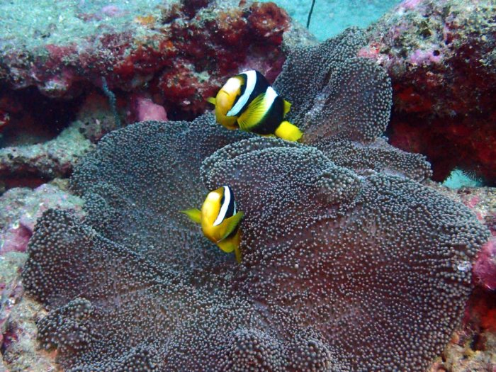 Amphiprion clarkii