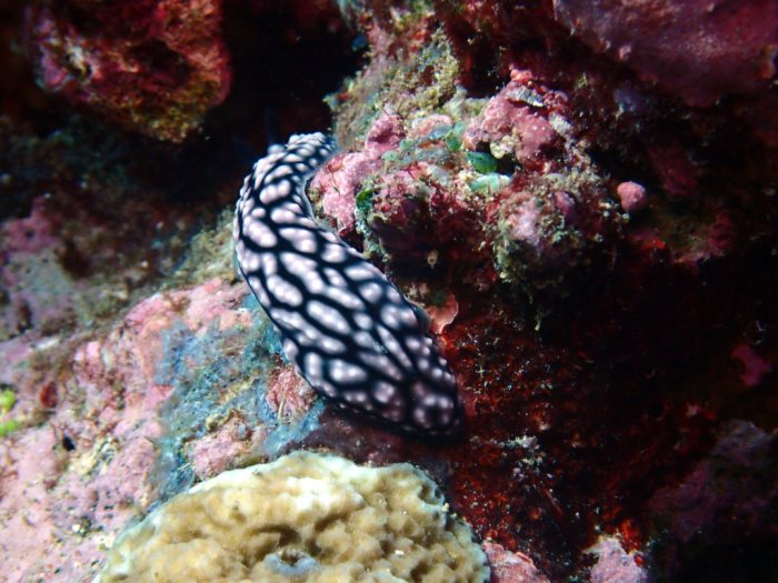 Phyllidiella pustulosa