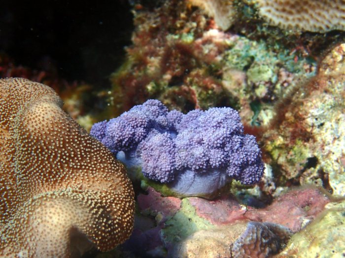 Nephthea sp.