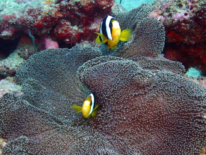 Amphiprion clarkii