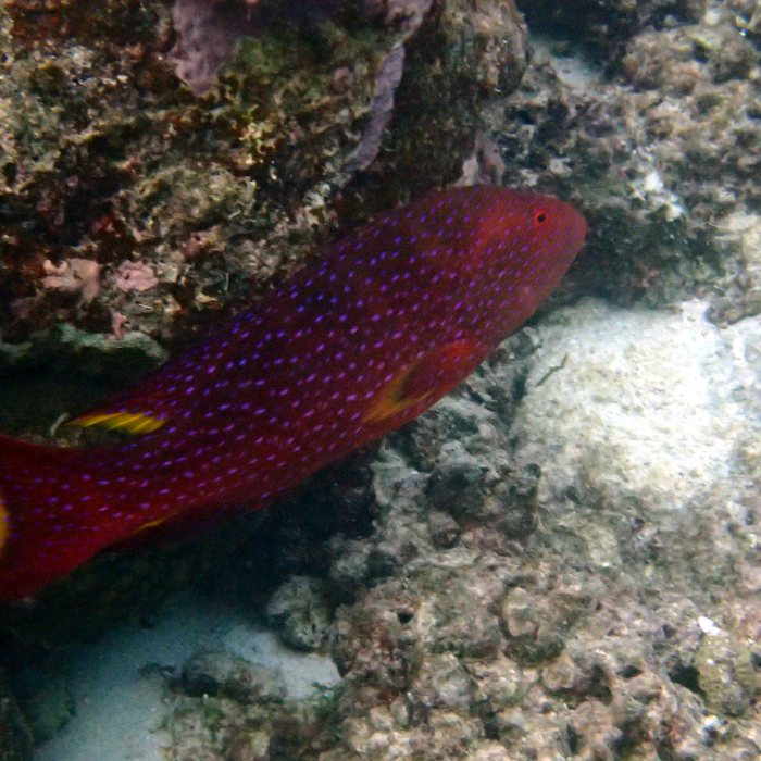 Variola louti