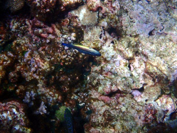 Labropsis xanthonota