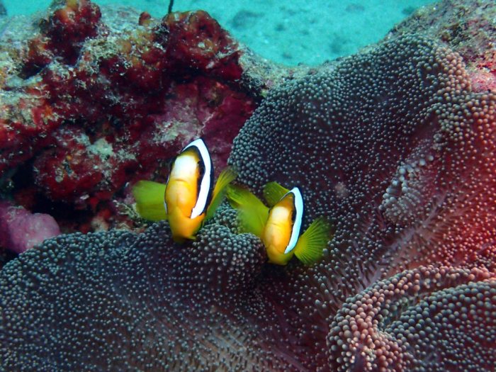 Amphiprion clarkii