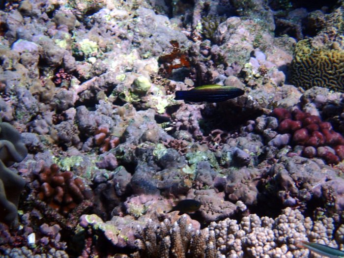 Labropsis xanthonota