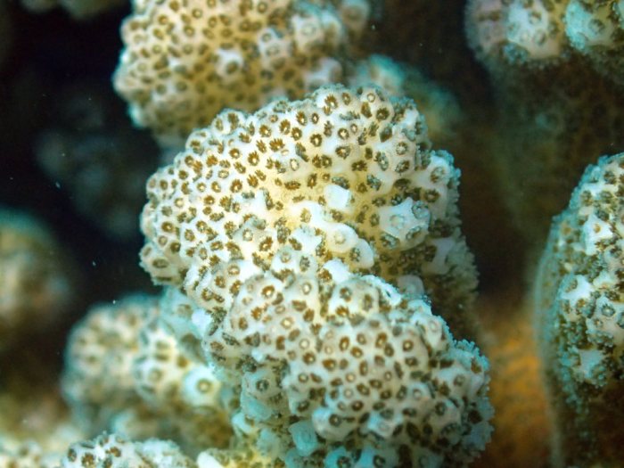 Cladiella sp.