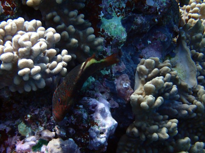 Paracirrhites forsteri