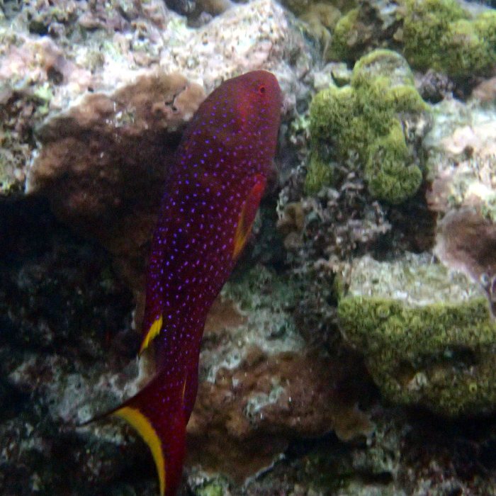 Variola louti
