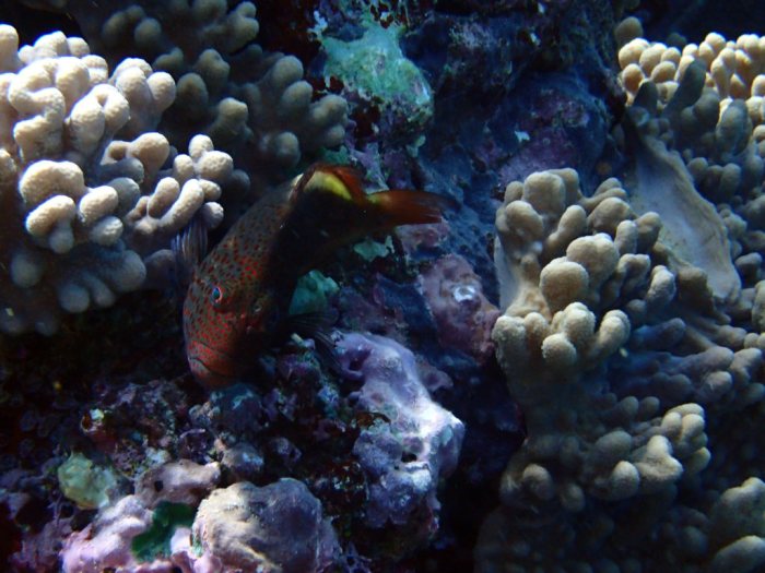 Paracirrhites forsteri