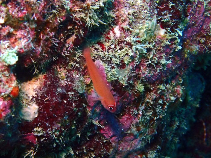 Trima benjamini