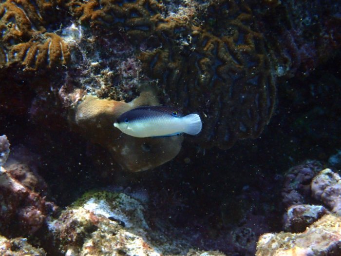 Anampses neoguinaicus