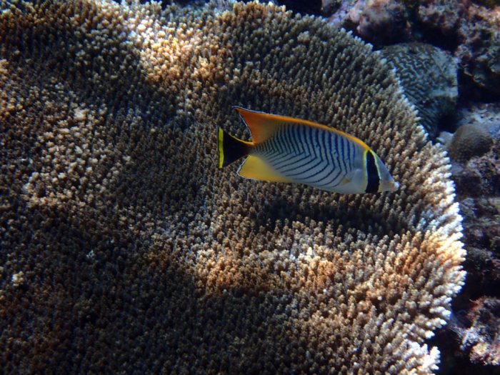 Chaetodon trifascialis