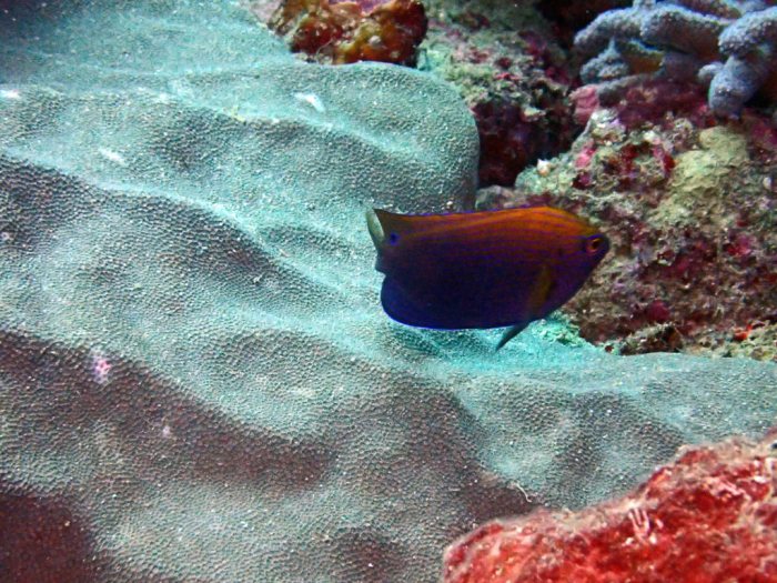 Pomacentrus vaiuli