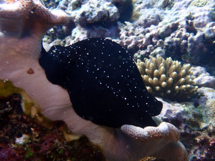 Ovula ovum