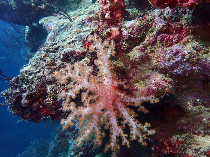 Corail mou