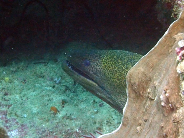Gymnothorax flavimarginatus
