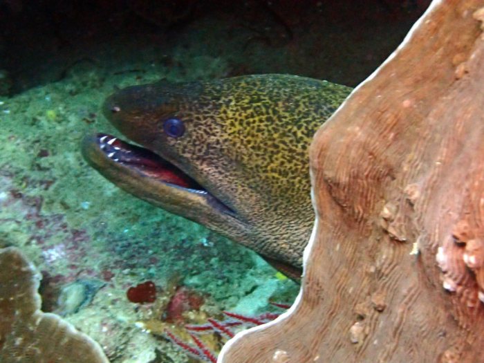Gymnothorax flavimarginatus