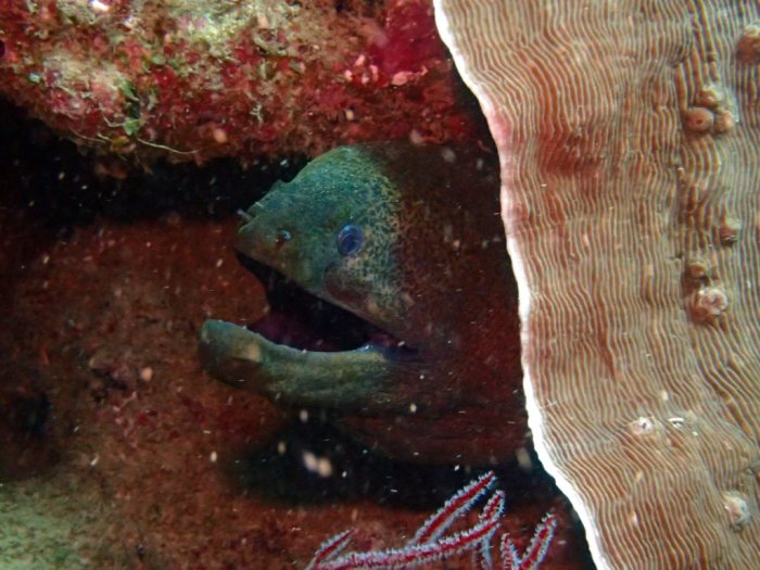 Gymnothorax flavimarginatus