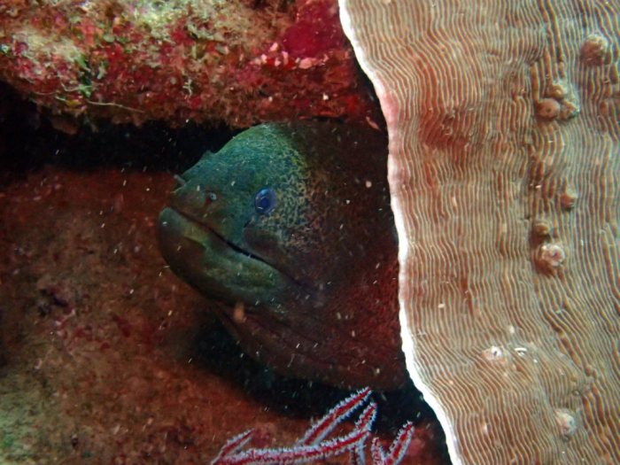 Gymnothorax flavimarginatus