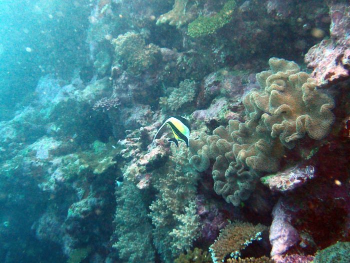 Zanclus cornutus