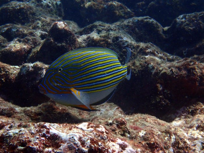 Acanthurus lineatus