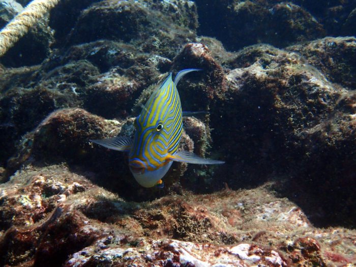 Acanthurus lineatus