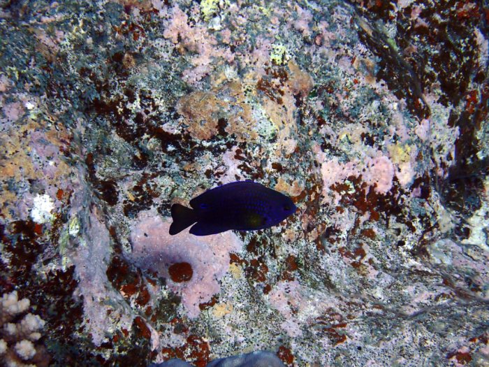 Poisson-demoiselle