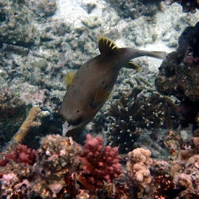 Arothron nigropunctatus