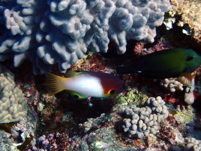Bodianus axillaris