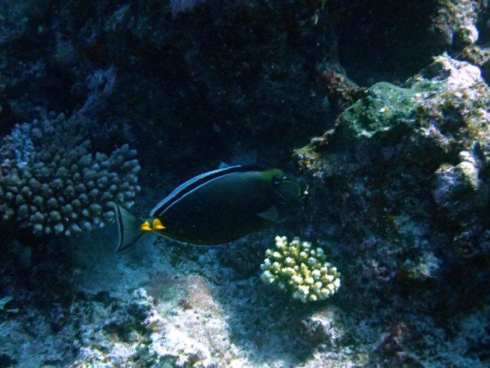 Naso lituratus