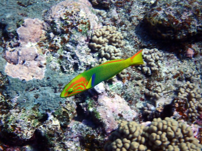 Thalassoma lutescens