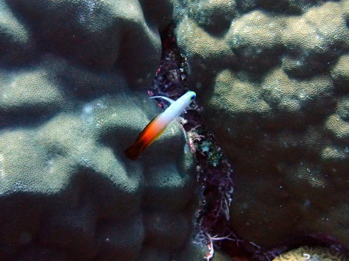 Nemateleotris magnifica